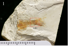 圖1：香港發現的副狼鰭魚化石(由古脊椎動物與古人類研究所提供)