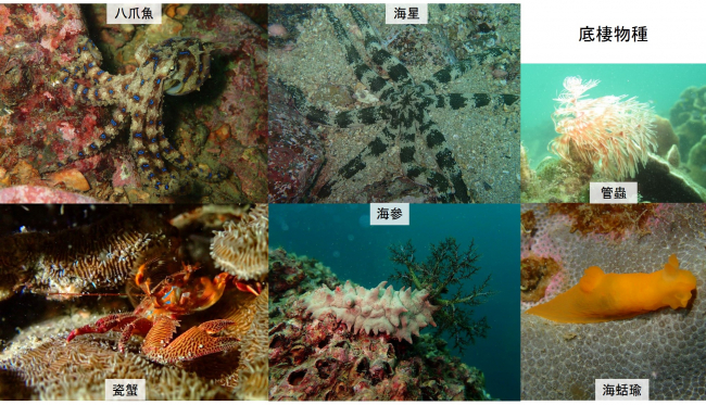 圖七 不同的生態環境為不同的生物提供棲息地(相片提供：邱建文博士及司駿龍先生)