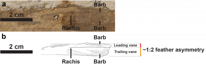 一條來自傷齒龍類恐龍滕氏嘉年華龍DLXH 1218的不對稱羽毛。 (a) 羽毛化石的照片, 以及 (b) 線條畫。比例尺：2cm。圖片提供: Xu, Currie, Pittman 等（2017）