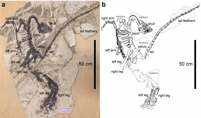 具有不對稱羽毛的傷齒龍類恐龍滕氏嘉年華龍DLXH 1218。 (a) 化石標本的照片, 以及 (b) 線條畫。比例尺：50cm。圖片提供: Xu, Currie, Pittman 等（2017）