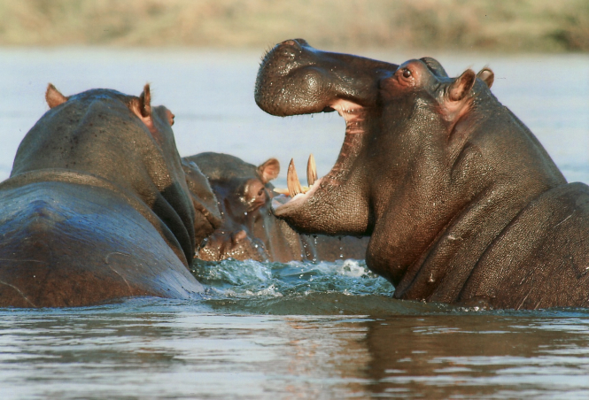 Hippos are threatened by habitat loss, hunting and climate change