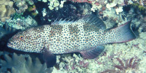 Squaretailed grouper, a threatened species (photo by Jack Randall)