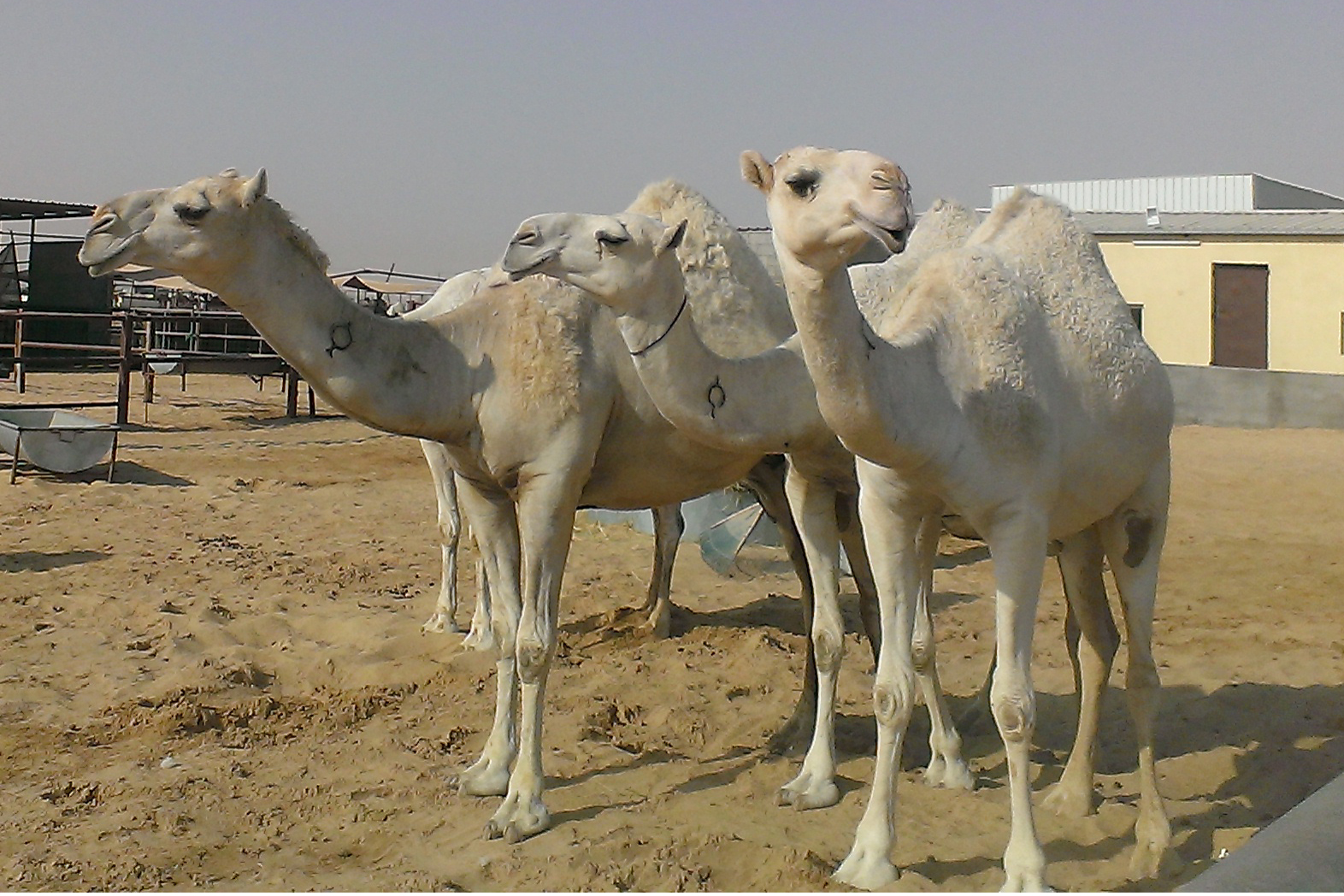 HKU and international research teams find that Middle East respiratory syndrome ...