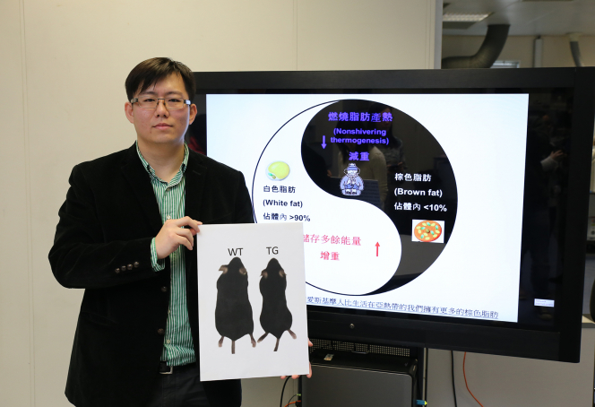 HKU researcher unveils the secret of fat burning  For development of potential new drugs in treatment of metabolic diseases