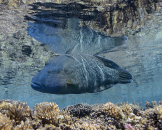 成年雄性蘇眉在淺礁區尋找食物。這條長約120厘米的蘇眉大概30歲左右。