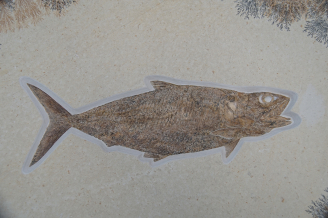 硬骨魚叉鱗魚科Pholidophorus microcephalus 化石，晚侏羅紀，德國艾希斯特 （化石大小：80厘米 x60厘米）