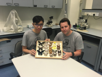 曾栢諾(左)和Timothy Bonebrake博士展示部份市區蝴蝶標本。