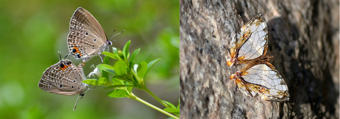 曲紋紫灰蝶(左)和網絲蛺蝶(右)分別是市區常見和罕見的蝴蝶。