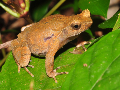 Short-legged toad (Photo credit: Anthony Lau)