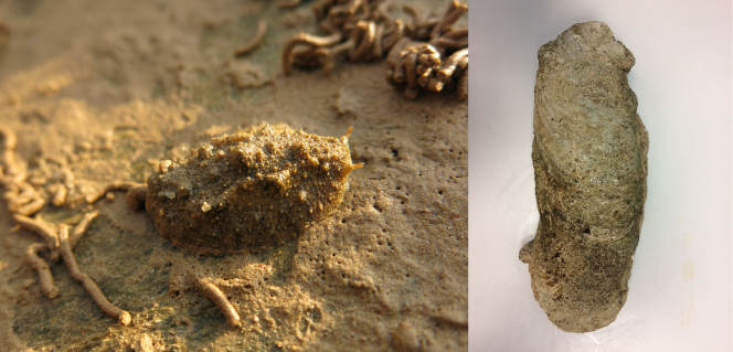 Figure 8 (left) and Figure 9 (right)  Around 20 marine species have their species named after Hong Kong – these are two examples: Onchidium hongkongense (left) and Crassostrea hongkongensis (right) (Photo credits: Dr Cynthia Yau (left) and Ms Ginger Ko (right))