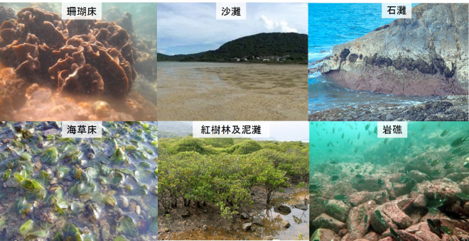 圖四  香港的多元海洋生態環境選輯 (相片提供：韋念時教授、羅瑞懷博士及邱倩婷博士)