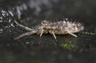 Figure 1 Soil-dwelling springtails with dew (body length: ~2.5 mm).