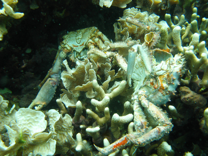 Low oxygen caused the death of these corals and others in Bocas del Toro, Panama. The dead crabs pictured also succumbed to the loss of dissolved oxygen. (Credit: Arcadio Castillo/Smithsonian)