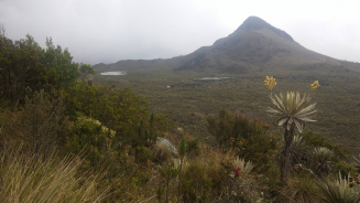 Vegetation along elevation in the Paramo in Colombia (Photo courtesy: Jonathan Lenoir). 