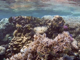 Location: Shaab Reef, Thuwal, Red Sea, Saudi Arabia A bleached nearshore reef flat close to the King Abdullah University of Science and Technology (KAUST) in 2015 during the 2015/2016 global coral mass bleaching event. The bleaching was linked to extended elevated temperature in the Red Sea. Photo courtesy: Till Röthig, coral reef scientist
