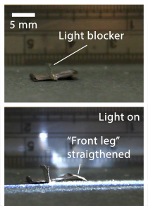 Figure 3. A mini walking-bot with the “front leg” straightened under light, while the light blocker blocks the light illumination on the “back leg” and therefore it remains curled. Therefore, the walking-bot walks towards the light source.