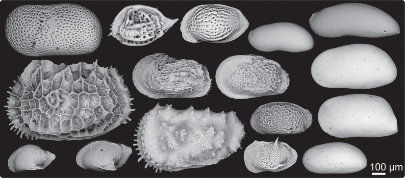 Scanning Electron Microscopy image of selected fossil ostracods from the study site.