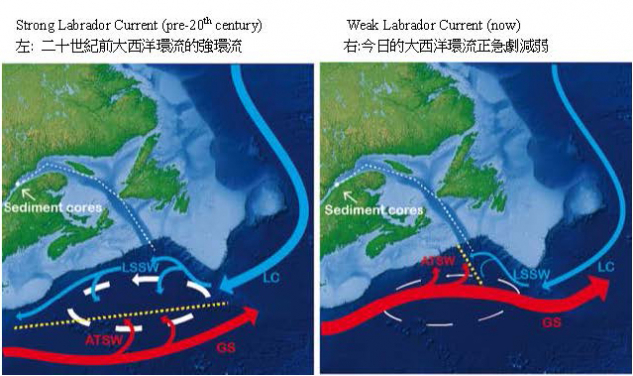 拉布拉多海流（LC）分別在強（左）和弱西向輸送期間，北大西洋西部的環流示意圖。該地區的循環是來自拉布拉多形成的水流與向西移動（LC和拉布拉多海坡水（LSSW））和起源於墨西哥灣流（GS）及其大西洋溫帶斜坡水（ATSW）向東移動的水流對流 。由於北方再循環環流（白色箭頭）的強度會決定兩個環流系統相遇的位置（黃色虛線），故影響岩心位置處的海表温度 。圖中標記白圈為為本研究的沉積物岩芯的位置。