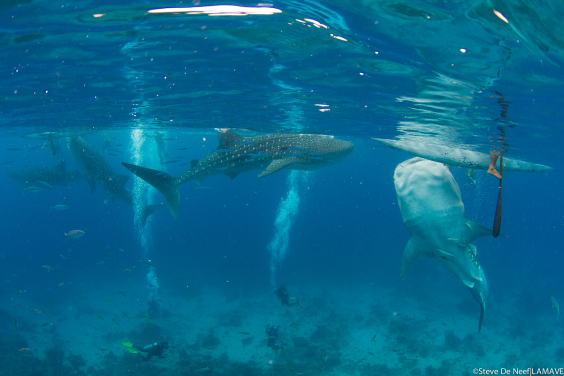 Whale shark getting fed in Tan-awan, Oslob over the shallow reef. ©LAMAVE