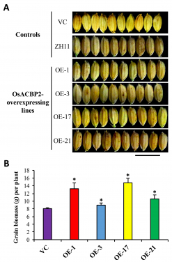 OsACBP2超表達株系（OsACBP2-OE） 產出更大(A)及更重(B)的種子。 OE-1，OE-3，OE17 及OE-21 是四個相互獨立的OsACBP2-OE 轉基因水稻株系。VC，空載體對照組。 ZH11， 中花十一野生型水稻。 比例尺 = 1公分
(* 表示統計學驗證的顯著差異)