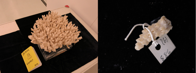 The museum specimens from the Smithsonian Institution (left) and Yale Peabody Museum (right) that were used for comparison of isotope values of coral skeleton. These specimens were collected in Hong Kong in the 1800s during some of the first global biodiversity expeditions.