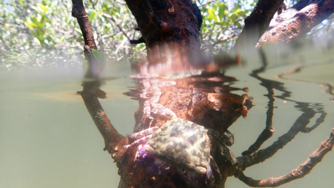 一隻螃蟹在大埔汀角的紅樹林上歇息。（圖片來源：港大太古海洋生物研究所及生物科學學院）