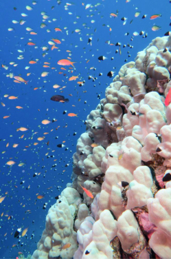 隨著海洋熱浪而來的水溫上升令這珊瑚礁石區內多樣的珊瑚魚物種受到不同程度的影響。