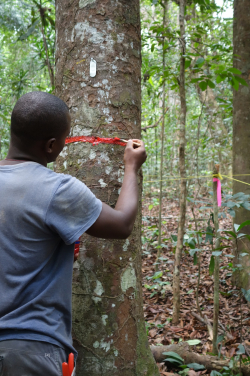 Measuring trees in Lope National Park, Gabon; photo courtesy: Simon Lewis, University of Leeds