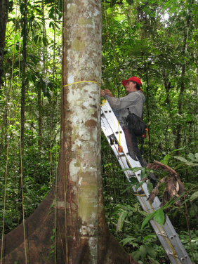 Measuring Amazon trees; photo courtesy: Roel Brienen