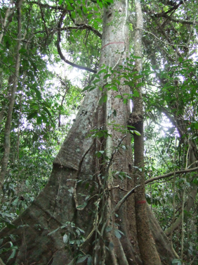 A large tree in Esuboni Forest Reserve, Ghana; photo courtesy: Sophie Fauset, University of Plymouth