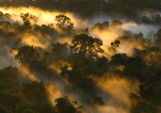 Amazon Forest canopy at Dawn Brazil ; photo courtesy: Peter Vander Sleen

 
