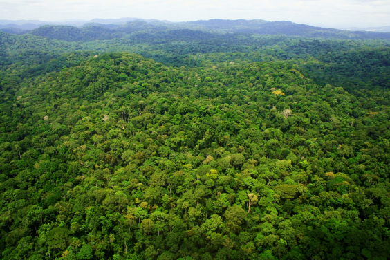Above Ivindo National Park, central Gabon; photo courtesy: Kath Jeffery