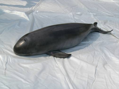 擱淺的江豚（照片來源：漁農自然護理署）