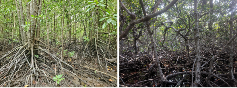 圖3及4. 紅樹林的根部吸收温室氣體排放的能力遠高於其他林木。（圖片來源：Nicole Khan）