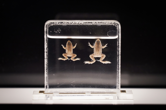 The exhibition showcases a variety of animal specimens, including the Floating Frog, a species now extinct in Hong Kong.