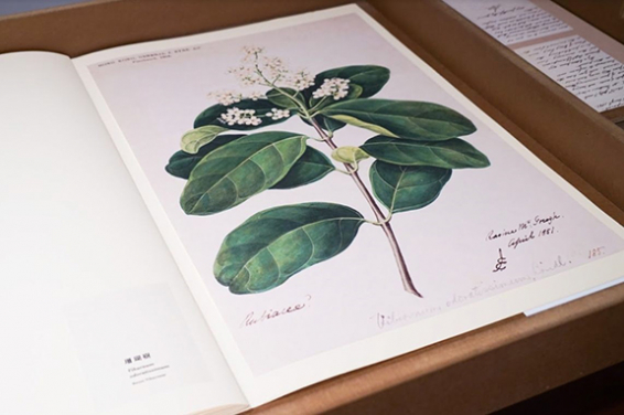 The exhibition also features a number of items on display for the first time in Hong Kong, including a reproduced set of botanical watercolor paintings from General Eyre, a British soldier who was in Hong Kong from 1847 to 1851.