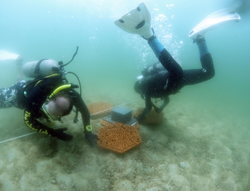 A structurally complex foundation for coral attachment with additional elements to aid the removal of sediments from the corals. (Photo Credit: AFCD)