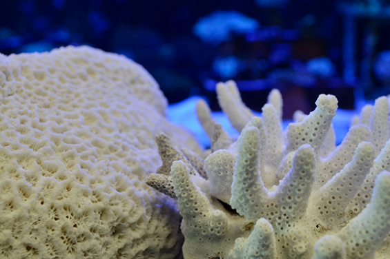 鹿角珊瑚（右）的結構複雜，較適合作為海洋生物的棲息地。可惜鹿角珊瑚的生態面臨嚴峻的挑戰，而現時香港較多結構相對簡單的珊瑚（左），非海洋生物最理想的棲息地。
（圖片提供: Jonathan Cybulski)
 