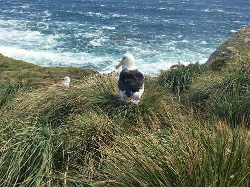 A rookery of black-browed albatross (Thalassarche melanophris) nest at a windy, exposed tussac grassland on West Point Island, Falkland Islands.
(Photo courtesy: Dulcinea GROFF)
 