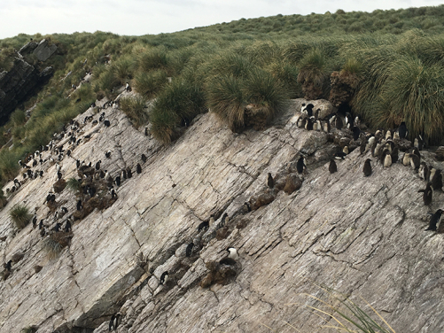 南跳岩企鵝在石頭海岸與草地之間築巢。牠們直接把養分從海洋帶到草地。圖片攝於福克蘭困島國家自然保護區。（照片提供： Dulcinea GROFF）