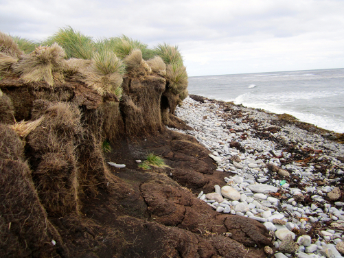 福克蘭群島的海岸線，可看到由草原形成的厚實沉積物有被侵蝕的跡象。（照片提供： Dulcinea GROFF）