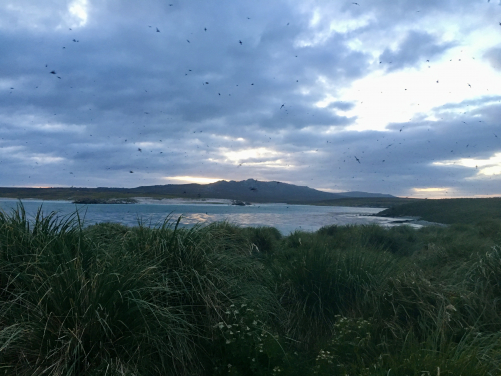At dusk, thousands of seabirds called sooty shearwaters (Ardenna grisea) return to
their deep nesting burrows dug into the peat of the tussac grassland at the Kidney Island National Nature Reserve, Falkland Islands. (Photo courtesy: Dulcinea Groff)
 