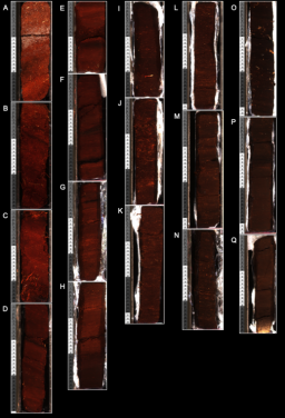Composite images of peat core from Surf Bay, Falkland Islands. The 476 cm core was
collected and transported as 17 monoliths pictured in A-Q. (Photo courtesy: Dulcinea V. Groff)
 
