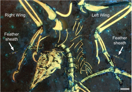 Remnants of feather sheaths on the wings of the fossil bird Archaeopteryx, shows the earliest evidence of a complex moulting strategy. The white arrows indicate the feather sheaths. Scale bar is 1 cm.
Image credit: Kaye et al. 2020.
 