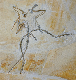 The Thermopolis specimen of Archaeopteryx. This famous early fossil bird is on display at the Wyoming Dinosaur Center in Wyoming, USA. Image credit: Kaye et al. 2020.
 