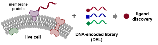 DNA介導的親和性標記 (DPAL) 對活細胞表面的膜蛋白進行標記，實現基於DEL的藥物篩選。
 