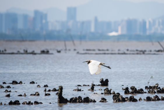 Oyster reefs in Hong Kong
©Kyle Obermann/Courtesy TNC
 