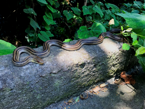  一條在神律島覓食的日本四線錦蛇(Elaphe quadrivirgata)。（圖片提供: 長谷川雅美）