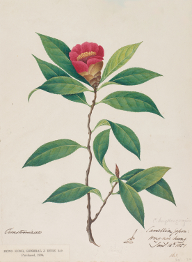 Highlighted Exhibits

Replica of watercolour painting about Hong Kong Camellia
By John Eyre
©  The Board  of Trustees  of the  Royal  Botanic Gardens, Kew

John Eyre was a Lieutenant Colonel in the British Army stationed in Hong Kong. During his time here (1847 to 1851), he frequented the trails  of Hong Kong Island, collecting seeds and making sketches of  flowering  plants  on  his  journeys.  His watercolour paintings came with memos that marked the time and location of bloom.

Among the new species discovered by Eyre,  the most notable is Hong Kong Camellia. It is the only species with red flowers among Hong Kong's native camellias. After years of conservation, Hong Kong Camellia can now be found on the Peak, Pokfulam, and Mount Parker, though it is still considered an endangered species.