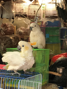Yellow-crested Cockatoos
(Cacatua sulphurea) for sale in Hong Kong’s bird market. (Photo courtesy: Astrid Andersson)